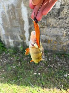 European Perch