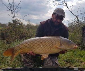 Common Carp