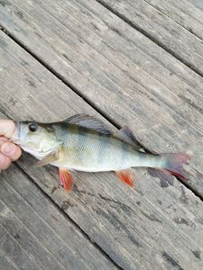 European Perch