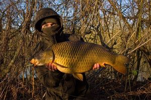 Common Carp