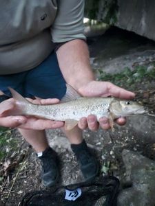 Barbel