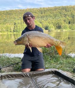 Mirror Carp