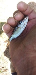 Roach