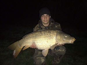 Common Carp