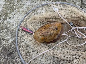Common Cuttlefish