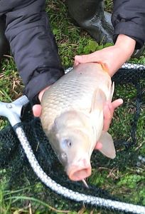 Common Carp