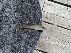 European Perch