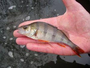 European Perch