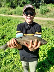 Common Carp
