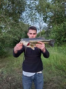 Largemouth Bass