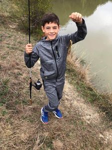 Black Bullhead
