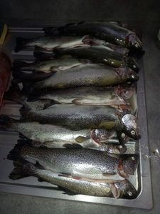 Rainbow Trout