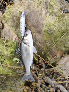 European Bass (Seabass)