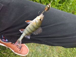 European Perch