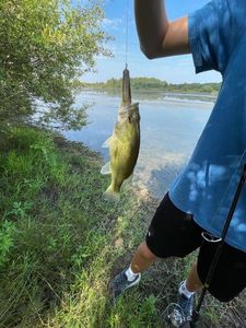 Largemouth Bass