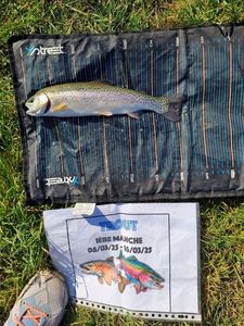 Rainbow Trout