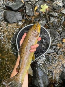 Brown Trout