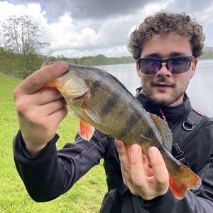 European Perch