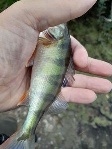 European Perch