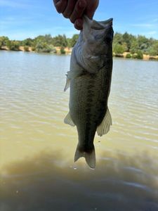 Largemouth Bass