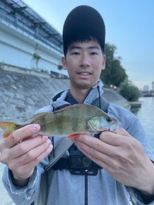 European Perch