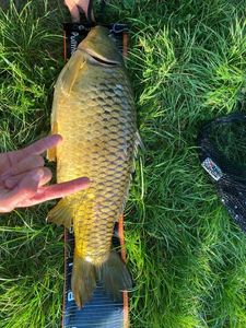 Common Carp