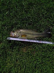 Largemouth Bass