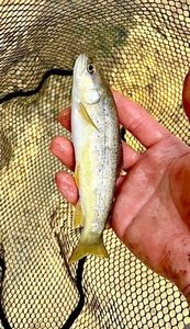 Brown Trout