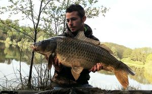 Common Carp