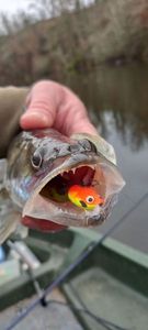 Zander