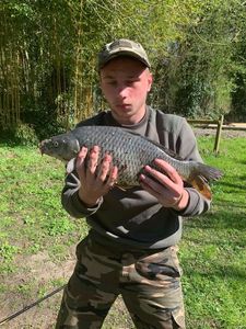 Common Carp
