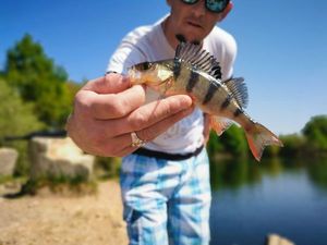 European Perch