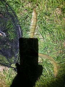European Eel (Common Eel)