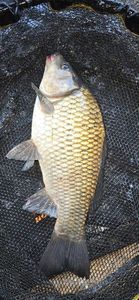 Crucian Carp