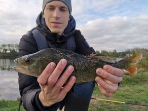 European Perch