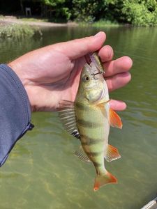 European Perch