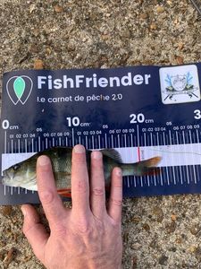 European Perch