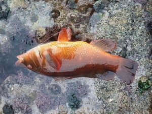 Ballan Wrasse