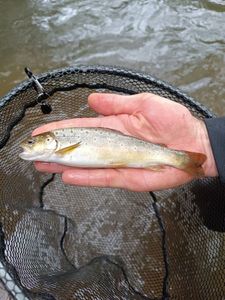 Brown Trout