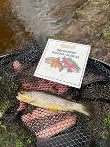 Brown Trout