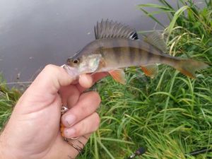European Perch