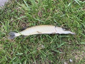 Northern Pike