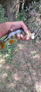 European Perch
