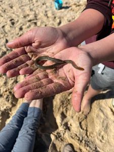 European Eel (Common Eel)