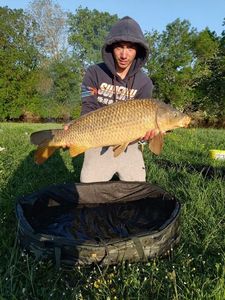 Common Carp