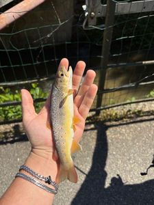 Brown Trout