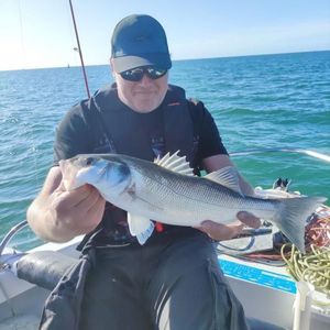 European Bass (Seabass)