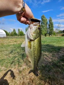 Largemouth Bass