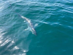 Thresher Shark