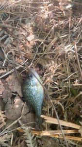 Green Sunfish